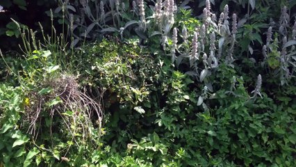 ALEX THE RAPTOR, réelle imitation du Vélociraptor