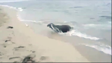 Украл улов, неудача на рыбалке