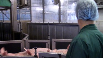 Le contrôle de la chaîne alimentaire #1