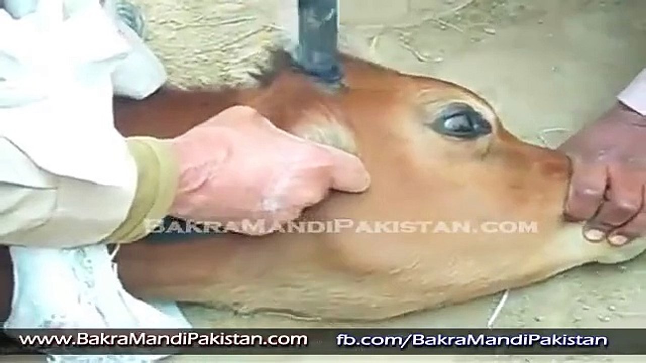 JAHALAT KI INTEHAAA HAI YEH