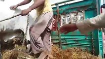 Jamal Cattle Farm Cow Unloading