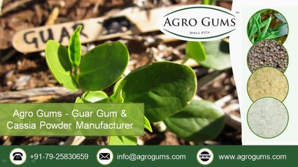 Cassia Tora & Other Derivatives by www.agrogums.com