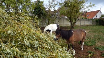 2 jours pour manger les feuilles