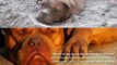 This Dog Was Buried Alive. As He Began Digging He Was Outraged By What He Found