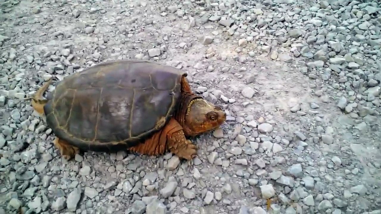 Une tortue d'attaque