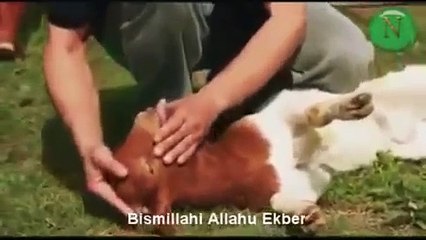 KURBAN KESERKEN BESMELE ÇEKİNCE ALLAHI ANINCA EYETLER OKUNUNCA TÜM HAYVANLAR KENDİNİ SİZE BIRAKIYOR