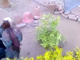 Aseel Fight With Turkey Very (Funny Video)