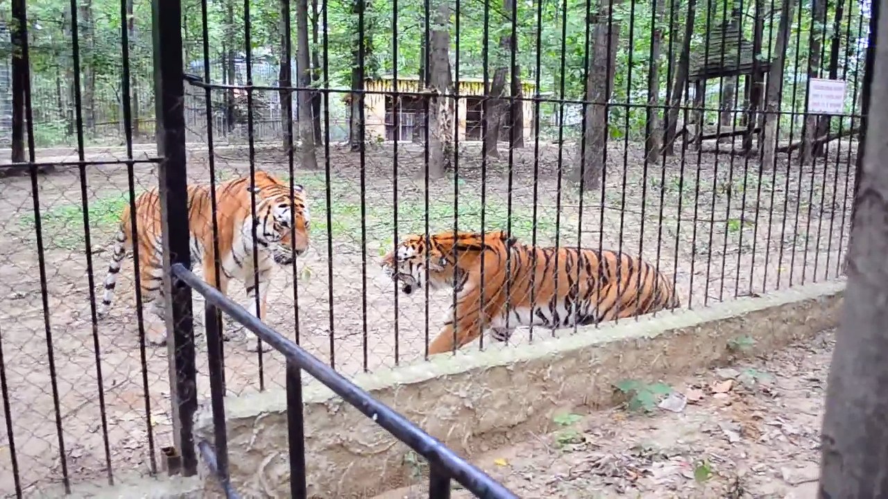 2 tigres se battent dans un zoo... Puissant!