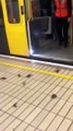 Crab invasion on the Newcastle Subway! Crabs in the Metro!