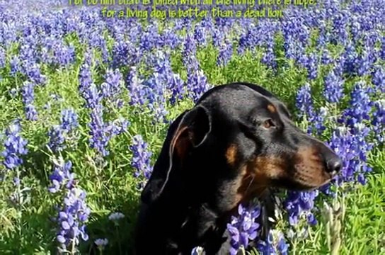 Yesu Naam Mila Masihi Geet