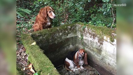 Dog stays with trapped friend for a week until help arrives