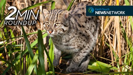 Fishing cats, an elephant attack & Google goes on safari