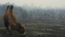 Hope For Camels And Horses Devastated By California Wildfires