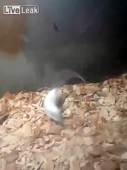 RUSSIAN ROULETTE:STUART LITTLE vs SNAKE