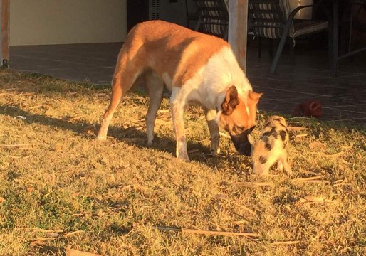Little Piglet Showers Dog With Love