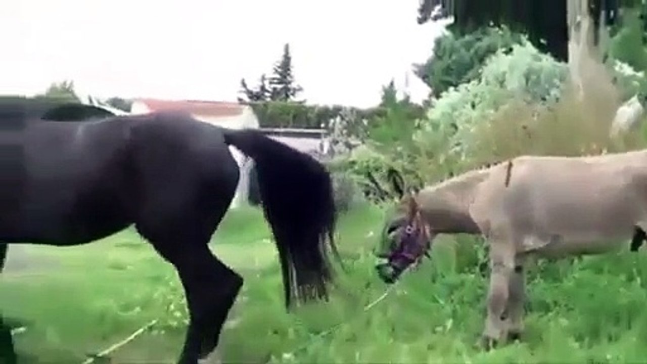 Hot animal mating crazy videos With Beautiful Girl- funny video - video ...