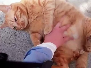 ごろごろデブ猫 Lovely fat cat ! sleeping!