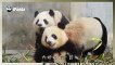 Funny Panda ,Panda Funny Animals Videos