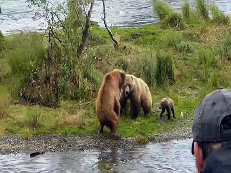 Chatiapues: Osa defiende a su cría del ataque de un macho depredador