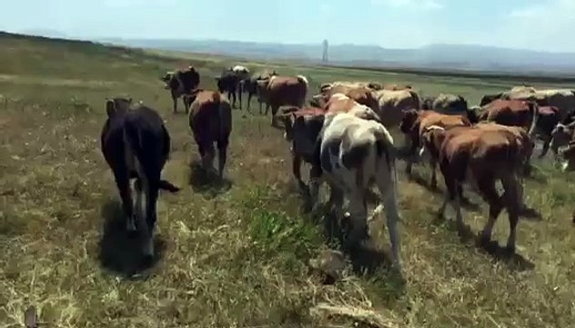 KARS KURBANLIK SATIŞLARI - SATILIK ORJİNAL SİMENTAL MONTOFON DÜVELER