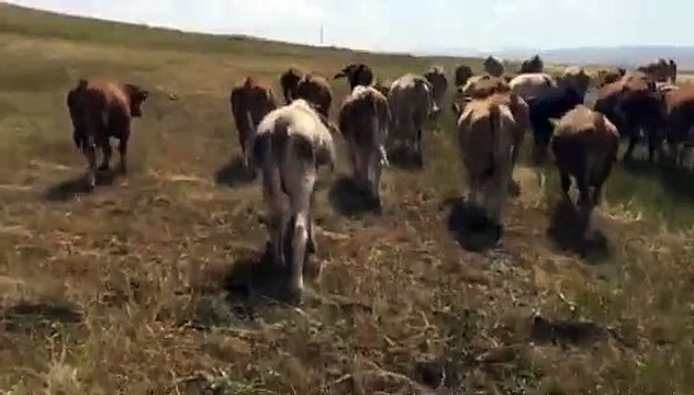 SATILIK BESİLİK DÜVELER - SATILIK KURBANLIK DÜVELER - SATILIK DAMIZLIK DÜVELER