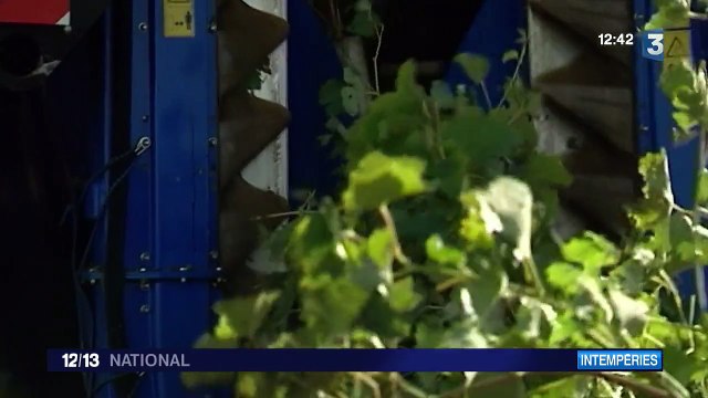 Intempéries : les dégâts sont considérables dans les vignobles