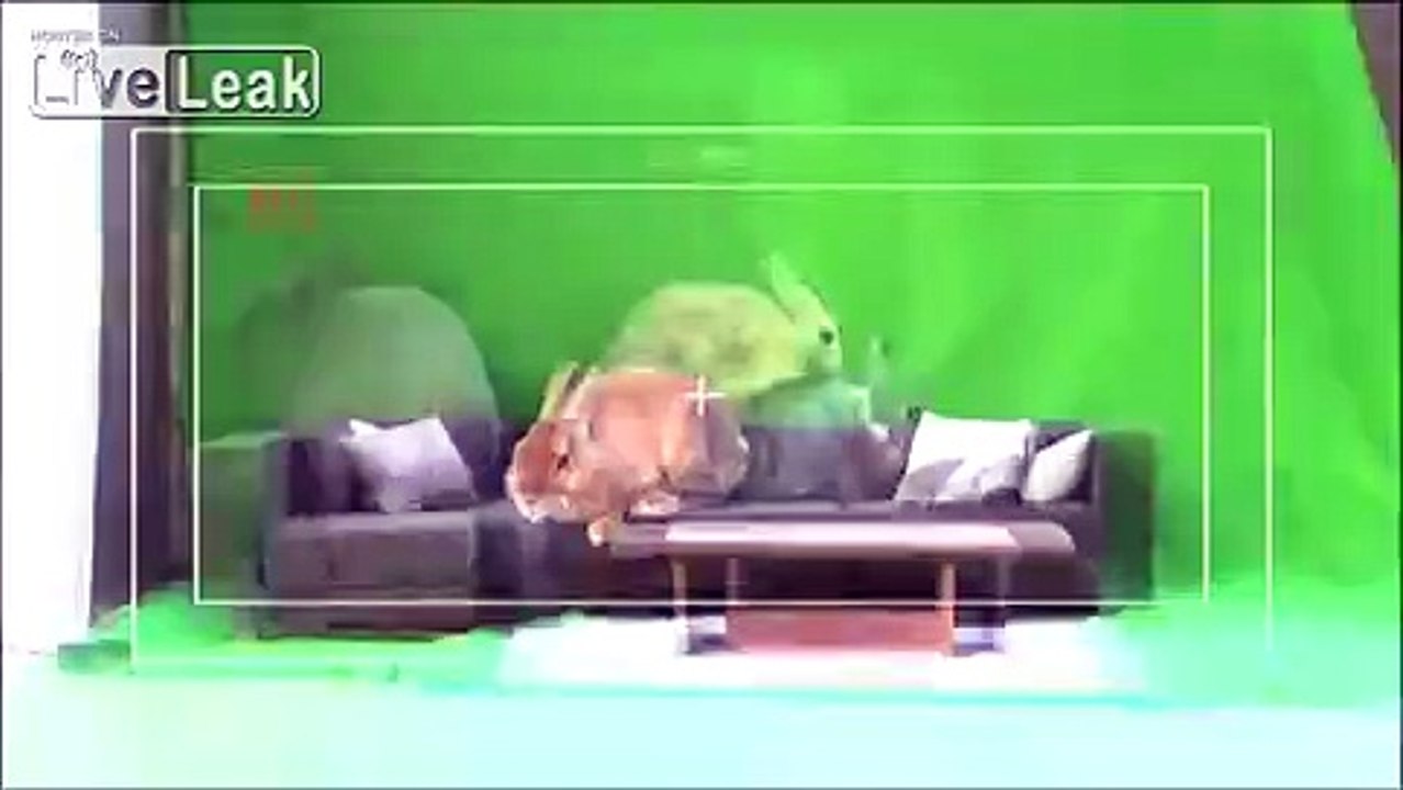 Filming with bunnies