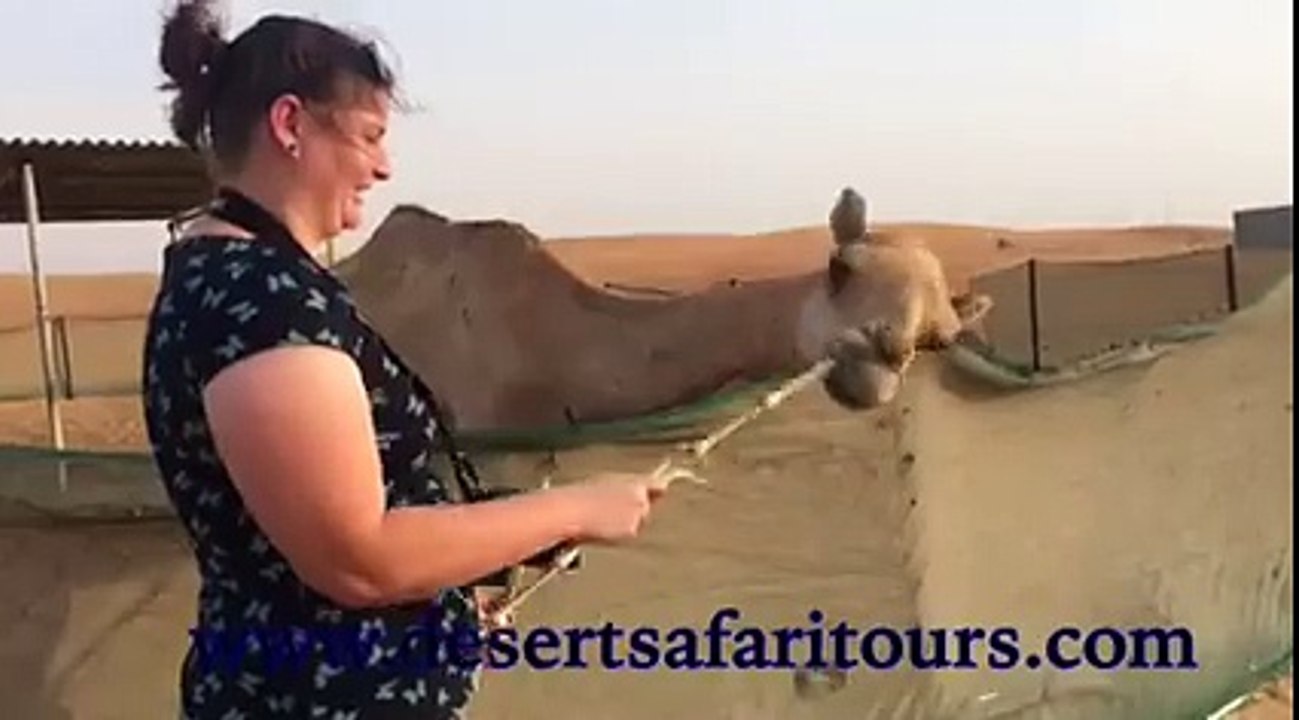 Dubai Camel Riding Tour - Desert Safari Tours