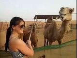 Camel Feeding in Camel Farm - Desert Safari Tours