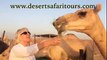 Camel Feeding is a Different Experience in Dubai - Desert Safari Tours