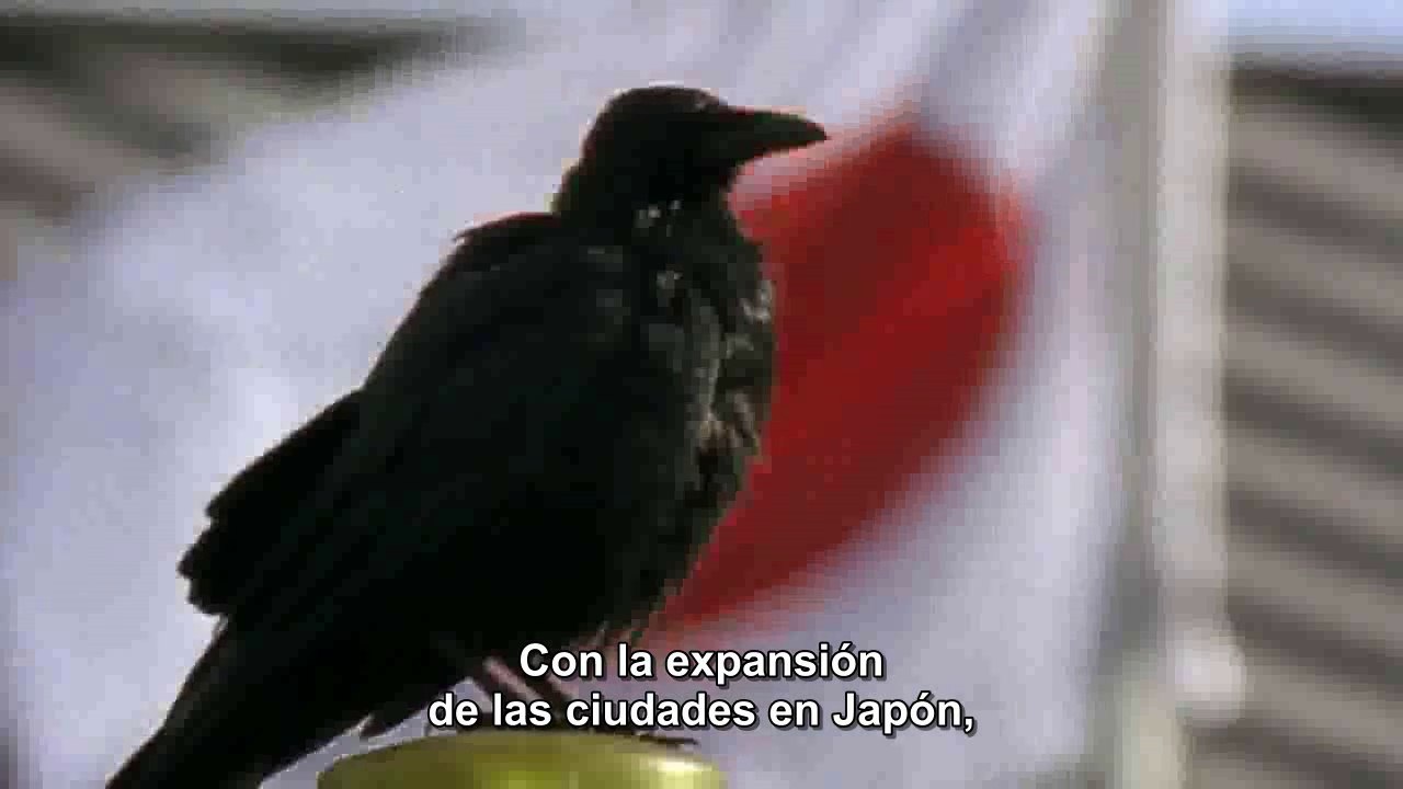 El cuervo japonés y el método Kaizen