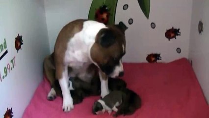 1ère vidéo des chiots de la 22ème portée de Staffordland