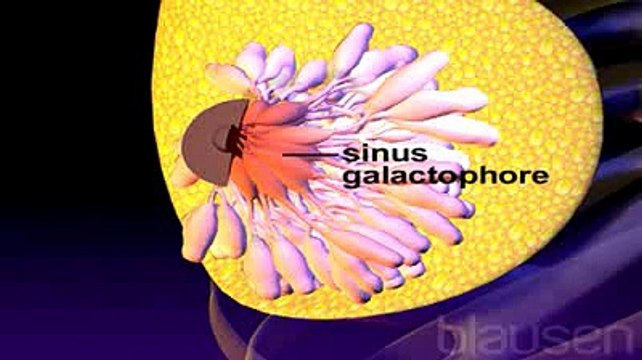 L'autoexamen des seins - Palpation des seins