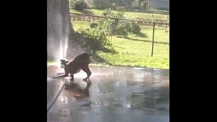 Boxer Plays With Sprinkler