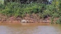 Tiger-attacks-on-crocodile-What-Happen-See-Full Video - Video Dailymotion [380]