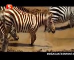 Aç timsah zebrayı böyle yedi