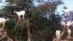 Goats climbing trees in Morocco.
