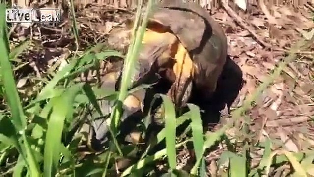 Tortoise mating sex like in Animal Planet!