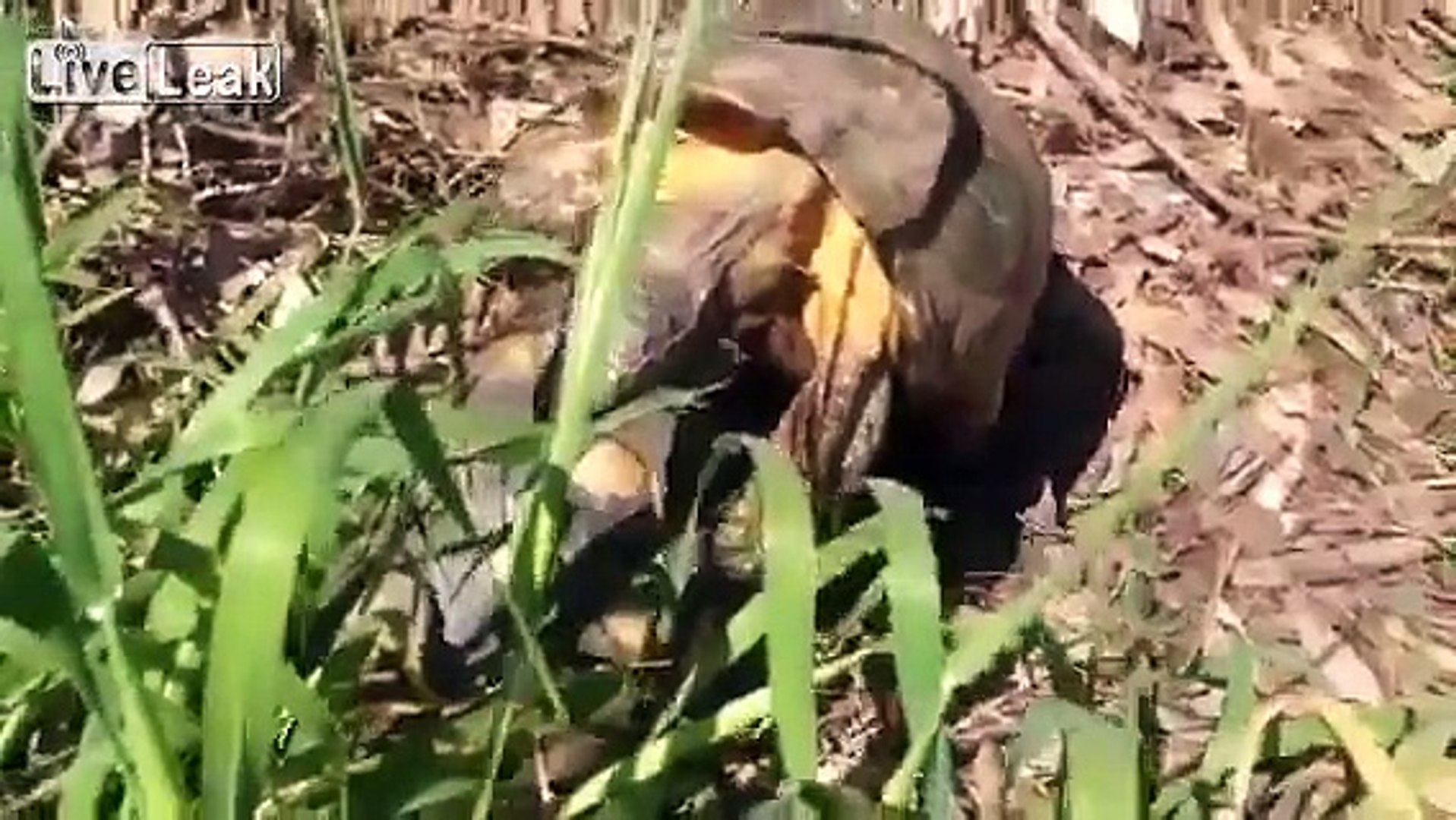⁣Tortoise mating sex like in Animal Planet!