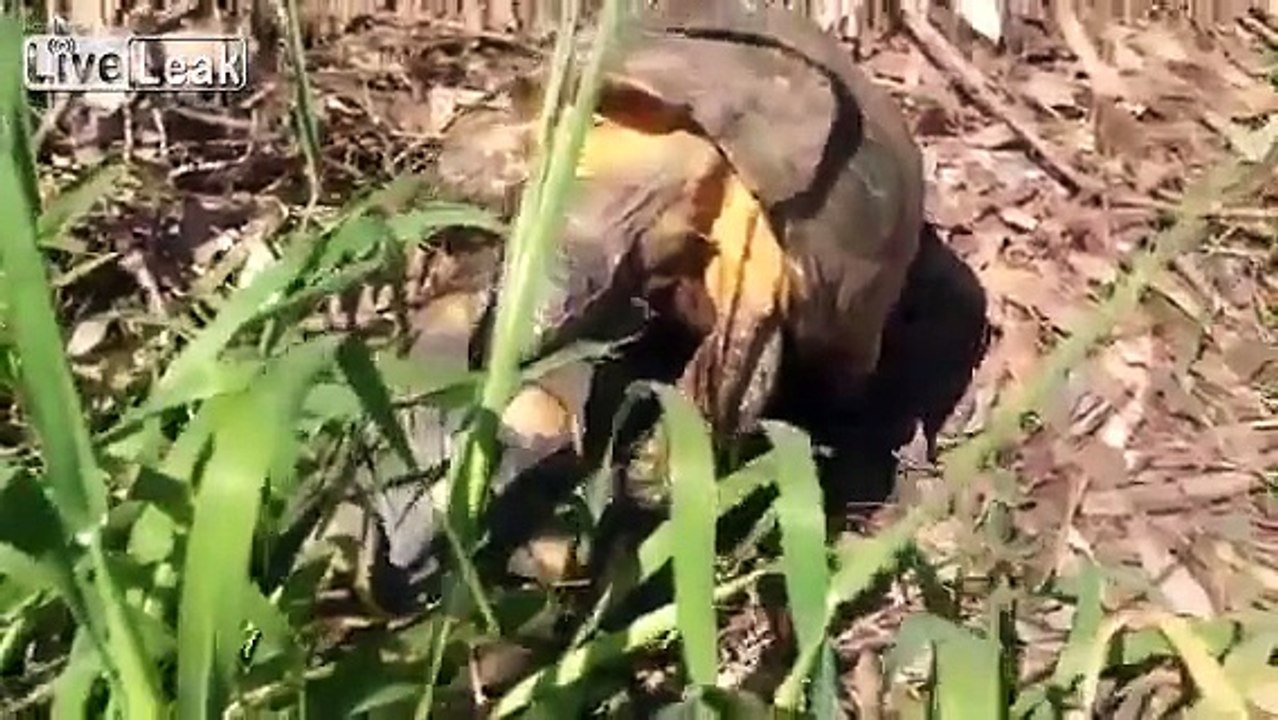 Tortoise mating sex like in Animal Planet!
