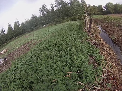 chasse perdreaux hugo plus patron sur rouge 16 09 15