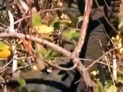 African Wildlife HD Part 2 Kruger Park South Africa Travel Channel