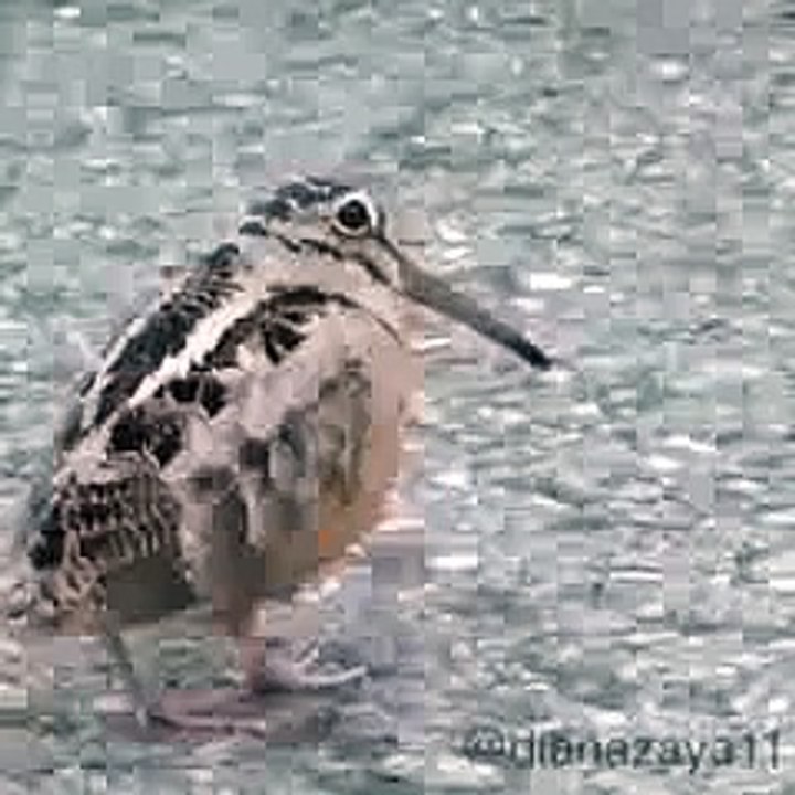 Dancing Bird