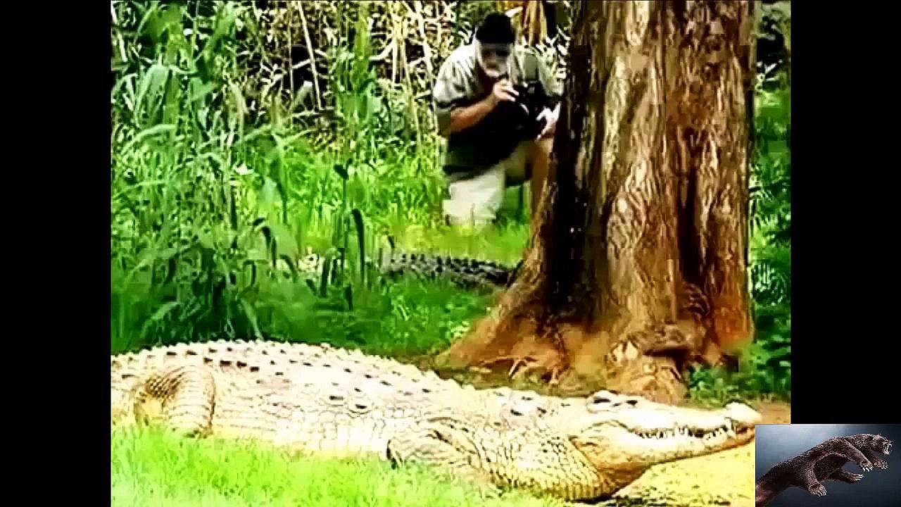 Leopard Vs Jaguar ! Animal Planet 2015 - Wildlife Documentary National Geographic Animals