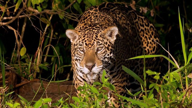 THE JAGUAR: YEAR OF THE CAT - Animals/Wildlife/Nature (documentary)