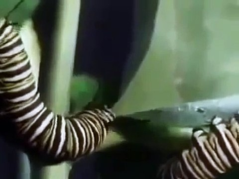 Nat Geo Wild Wildlife animals Geographic Animals Documentary Channel 2015