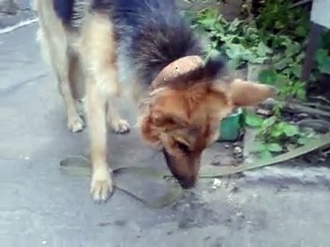 Пришла собака в гости