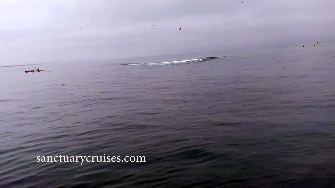 Humpback Whale Breaches on Top of Kayakers