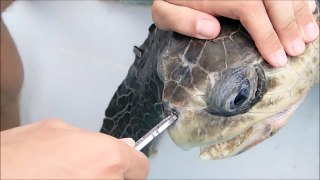 Removing a plastic straw from a sea turtle's nostril - Short Version
