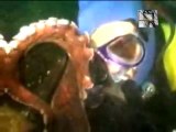 Giant Octopus Attacks Diver
